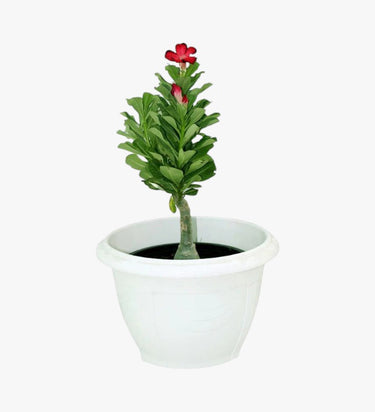 Adenium Obesum - Desert Rose